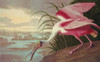 Roseate Spoonbill Poster Print by  John James Audubon - Item # VARPDX197753