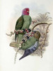 Tenimber Parrot Poster Print by  John Glover - Item # VARPDX277793