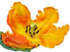 Parrot tulip close-up Poster Print by  Frank Krahmer - Item # VARPDX3FK3161