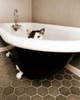 Kitty III Poster Print by Jim Dratfield - Item # VARPDX5676