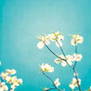 Delicate Poster Print by Carolyn Cochrane