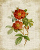 Roses on Newsprint II Poster Print by Lanie Loreth - Item # VARPDX9454B