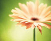 Joyful Poster Print by Carolyn Cochrane