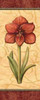 Red Passion Amaryllis Poster Print by Charlene Audrey - Item # VARPDXAUD096