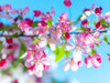 Cherry Blossom flowers Poster Print by  Assaf Frank - Item # VARPDXAF20140416173