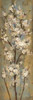 Almond Branch II Poster Print by Silvia Vassileva - Item # VARPDX6474