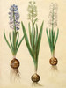 Hyacinthoides orientalis Poster Print by Johannes S. Holtzbecher - Item # VARPDX3AA2228