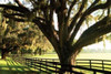 Majestic Oaks I Poster Print by Alan Hausenflock - Item # VARPDXPSHSF441