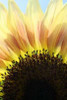 Sunflower V Poster Print by Tammy Putman - Item # VARPDXPSPTM123
