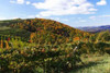 Mountain Vineyard I Poster Print by Alan Hausenflock - Item # VARPDXPSHSF577