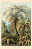 Haeckel Nature Illustrations: Ferns Poster Print by  Ernst Haeckel - Item # VARPDX449717