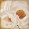 White Peonies II Poster Print by Vivien Rhyan - Item # VARPDX8857A