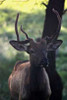 Elk I Poster Print by Tammy Putman - Item # VARPDXPSPTM204