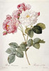 Damask Rose Poster Print by  Pierre Joseph Redoute - Item # VARPDX265402