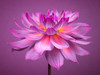 Dahlia Flower Poster Print by  Assaf Frank - Item # VARPDXAF20090807024C01