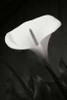 Calla Lily Perfection I Poster Print by Vitaly Geyman - Item # VARPDXPSVIT515