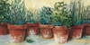 Potted Herbs II Poster Print by Carol Rowan - Item # VARPDX9000