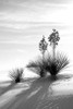 Yucca At White Sands II Poster Print by Douglas Taylor - Item # VARPDXPSTLR513