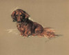 Daschund, Robin Poster Print by  Lucy Dawson