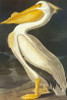 American White Pelican Poster Print by  John James Audubon - Item # VARPDX197767