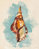 Triton Shell Poster Print by Lanie Loreth - Item # VARPDX8599T