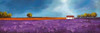 Field of lavender Poster Print by Philip Bloom - Item # VARPDX4PB438