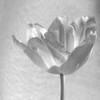 B-W Tulip Poster Print by Gail Peck - Item # VARPDX9000Z