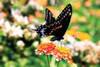 Giant Swallowtail Poster Print by Alan Hausenflock - Item # VARPDXPSHSF642