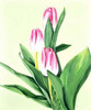 Three Tulips Poster Print by Jane Segrest - Item # VARPDXJS5005