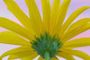 Sunflower Macro II Poster Print by Kathy Mahan - Item # VARPDXPSMHN456