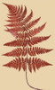 Broad Buckler Fern Poster Print by  Francis George Heath - Item # VARPDXFGH04