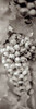Grapes Pano - 16 Poster Print by Alan Blaustein