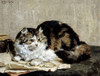 A Tabby Cat Poster Print by  Charles Van Den Eycken - Item # VARPDX267485