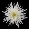 Chrysanthemum I Poster Print by Jim Christensen - Item # VARPDXPSCRS124
