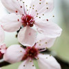 Cherry Flower 2 Poster Print by  PhotoINC Studio - Item # VARPDXP898D