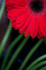 Red Gerbera Daisy Poster Print by Erin Berzel - Item # VARPDXPSBZL891