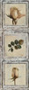 Flowers and Leaves III Poster Print by Patricia Pinto - Item # VARPDX6485