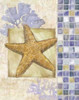 Mosaic Shell Collage II Poster Print by Paul Brent - Item # VARPDXBNT243