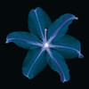 Lily Poster Print by Jim Wehtje - Item # VARPDX6655