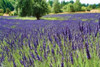 Lavender Field I Poster Print by Dana Styber - Item # VARPDXPSSTY228