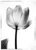 Translucent Tulips I Poster Print by Debra Van Swearingen - Item # VARPDX17799P