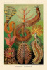 Haeckel Nature Illustrations: Worms Poster Print by  Ernst Haeckel