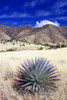 Desert Grasslands II Poster Print by Douglas Taylor - Item # VARPDXPSTLR391