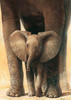 Elephant love II Poster Print by Renee - Item # VARPDXMLV437