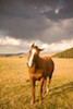 Out in the Pasture I Poster Print by Karyn Millet - Item # VARPDXPSMLT148