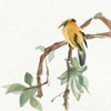 Black Napped Oriole Poster Print by  Chris Paschke - Item # VARPDX23936