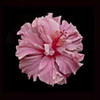 Pink Hibiscus Poster Print by Lee Peterson - Item # VARPDXPSPSN241