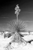 Yucca At White Sands I Poster Print by Douglas Taylor - Item # VARPDXPSTLR512