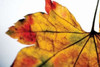 Autumn Colors II Poster Print by Erin Berzel - Item # VARPDXPSBZL399