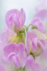 Sweet Pea Blossoms IV Poster Print by Kathy Mahan - Item # VARPDXPSMHN442